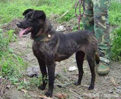 凉山犬出售直播,中华名猎犬