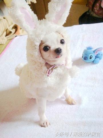 比较萌的大型犬萌狗排行榜,十大最萌的小型犬