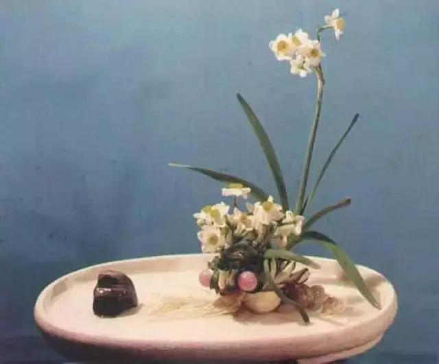 花卉摆放位置有讲究,风水上可以招财的花卉植物