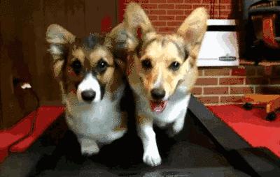 被猫爪子抓破了皮肤要打疫苗吗,被猫狗抓破皮要打疫苗吗