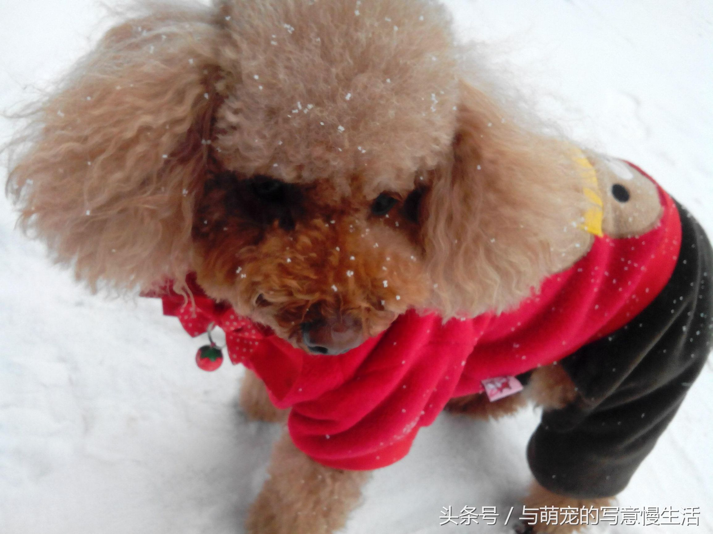 带上狗狗去旅行，“犬行天下”时带些什么装备好？