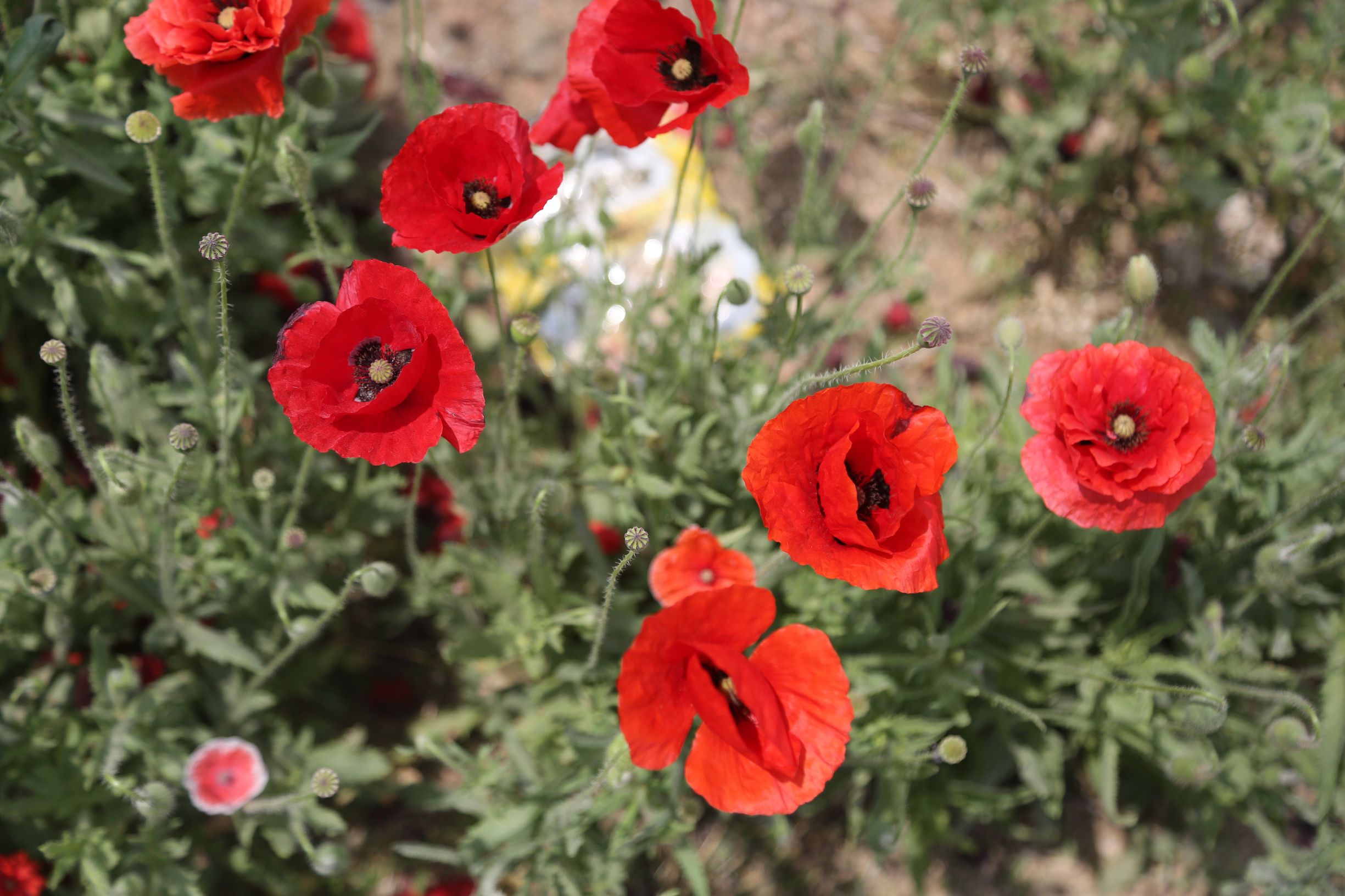 虞美人和罂粟花很像,粟花和虞美人的区别