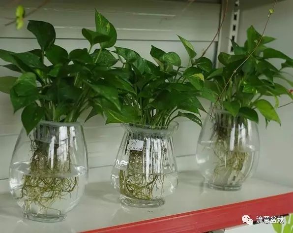 绿萝水培转土养应注意什么,绿萝水培转土培成功率最高的方法