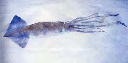 唯美鱼手绘画,唯美鱼手绘高级