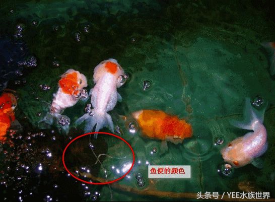 被人说是屎怎么反驳,被说金鱼什么意思