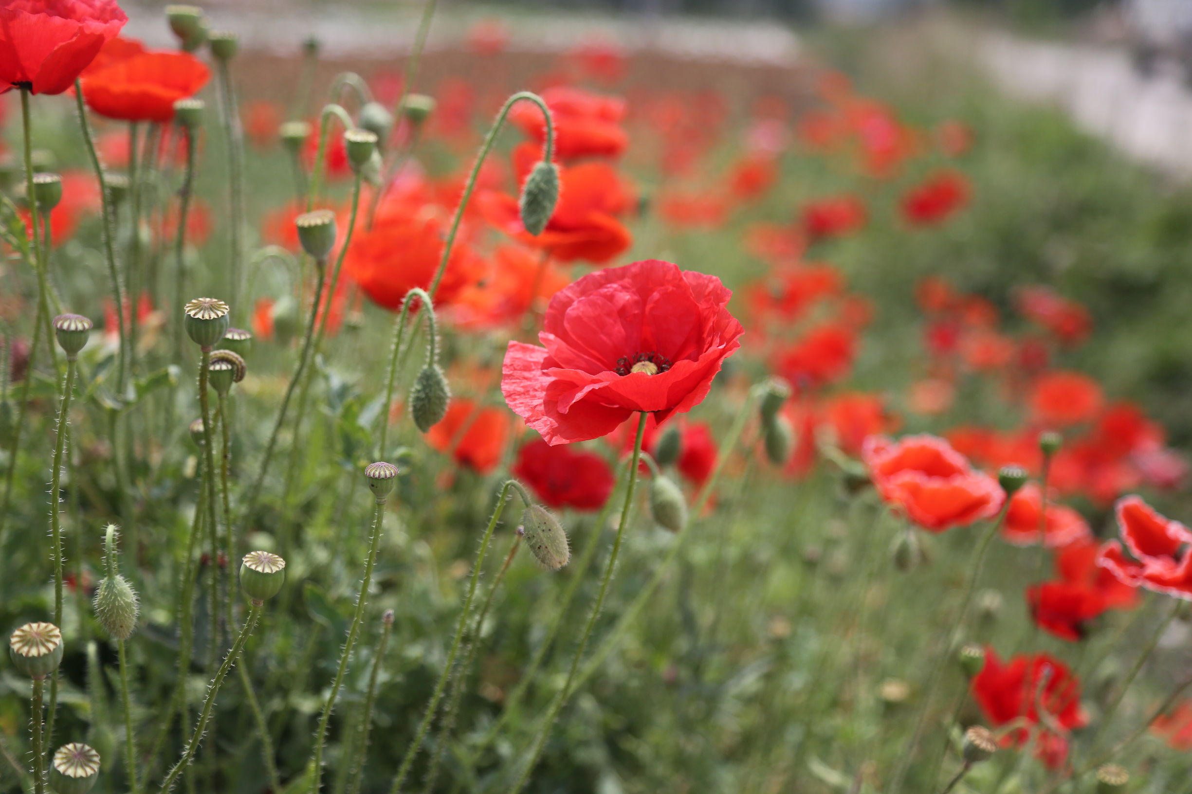 虞美人和罂粟花很像,粟花和虞美人的区别