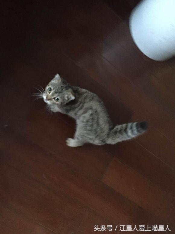 网友捡到奄奄一息流浪猫,网友捡的小松鼠