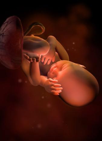 这组高清3D图，带你了解胎宝宝1-40周生长发育全过程