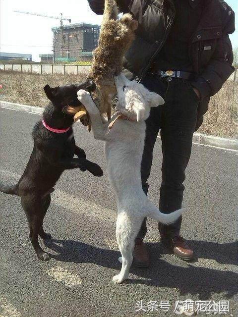 凉山犬出售直播,中华名猎犬