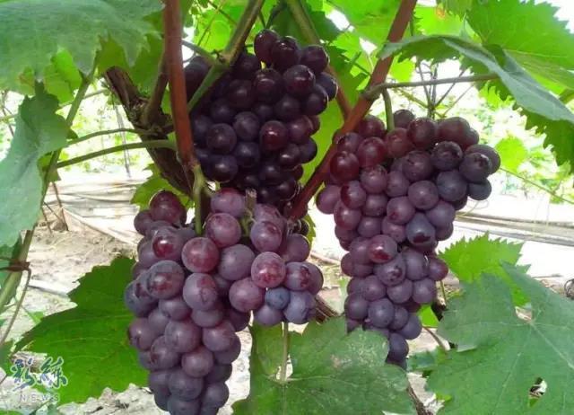 长假不远游的地方,长假不远行浙里有风景