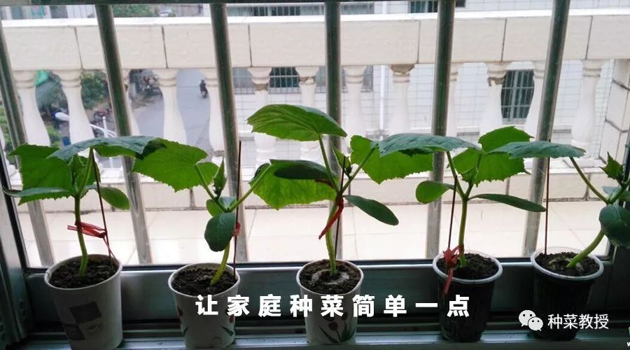 阳台种菜根部烂掉什么原因,阳台种菜黄瓜怎么种植