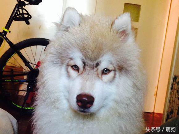 哈士奇的毛特别的长，被形容是只披了羊皮的狼