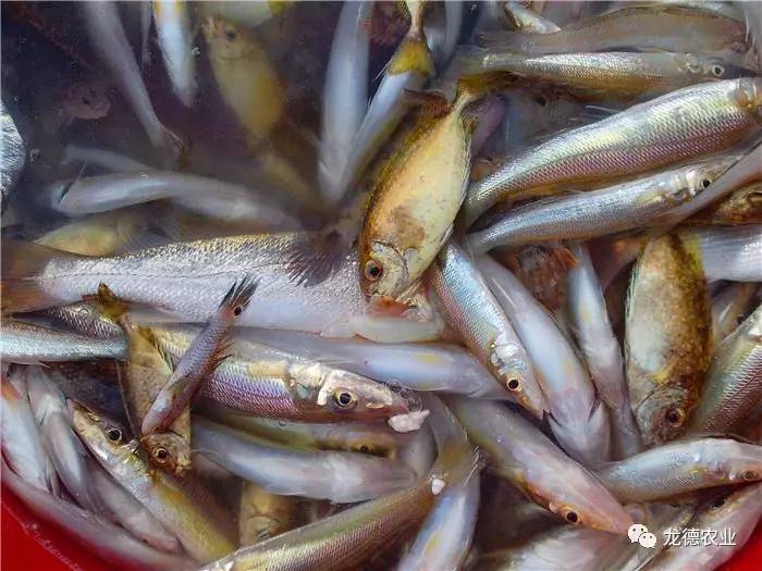 龙鱼吃的鱼叫什么,龙鱼吃个头差不多的鱼