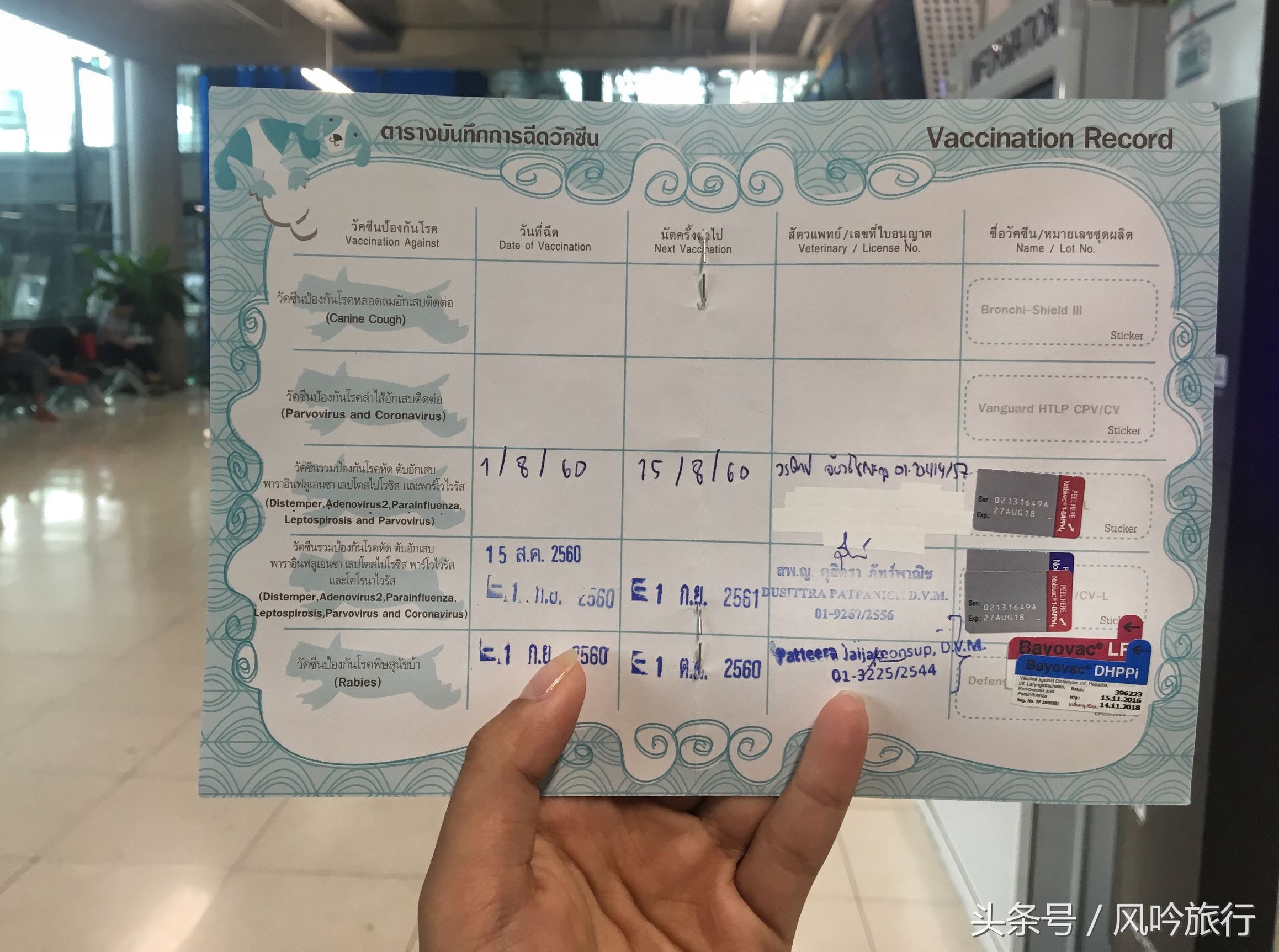 分享下我是怎么在泰国买到低价的纯种狗又把它带回国的经历