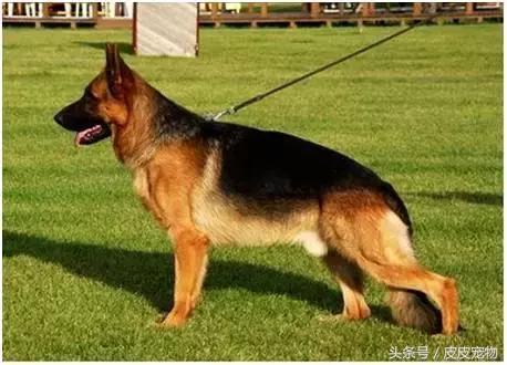 德国牧羊犬黑背多少钱,德国牧羊犬黑背狗市