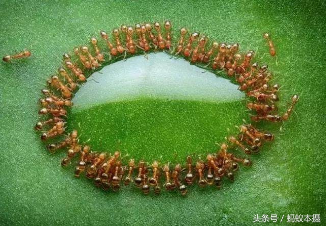 30张你一辈子也拍不到的照片,十种你一辈子都拍不到的照片