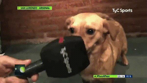 足球比赛小狗挡球,足球联赛狗狗抢球