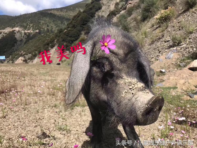 成都租车川西自驾游多少钱,成都租车自驾川西景点