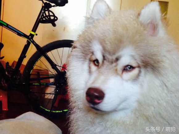 哈士奇的毛特别的长，被形容是只披了羊皮的狼