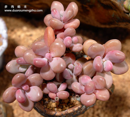 多肉叶片不饱满怎么回事,怎样让多肉的叶片饱满发亮