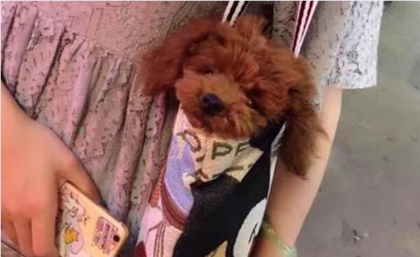 失踪的泰迪,泰迪失踪了怎么办