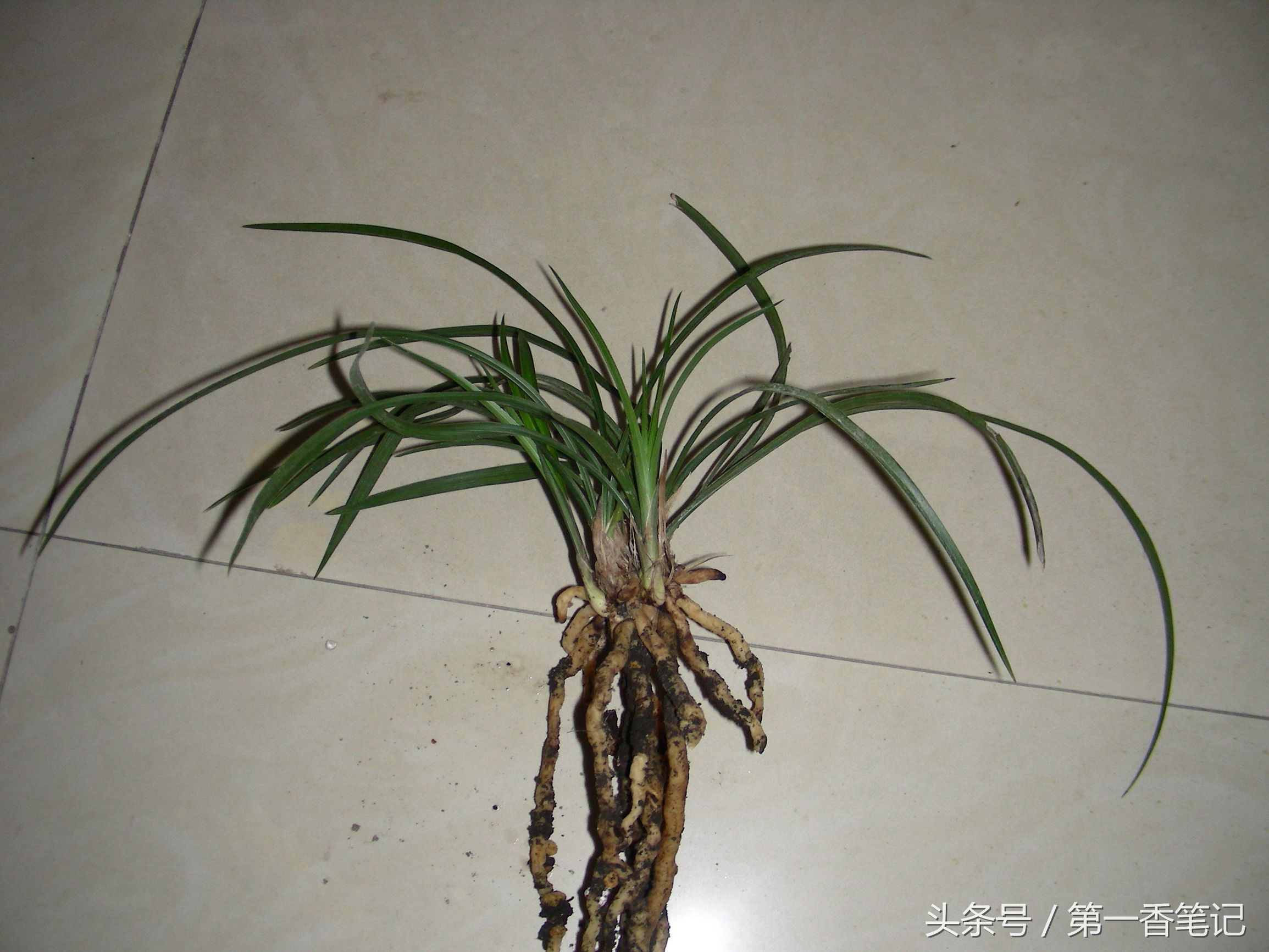 「养兰实战经验」新昌兰花泥的使用结果