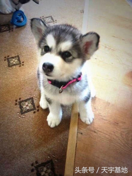 柯基意外怀孕生下五只不同小狗,柯基被带回老家怀孕后续