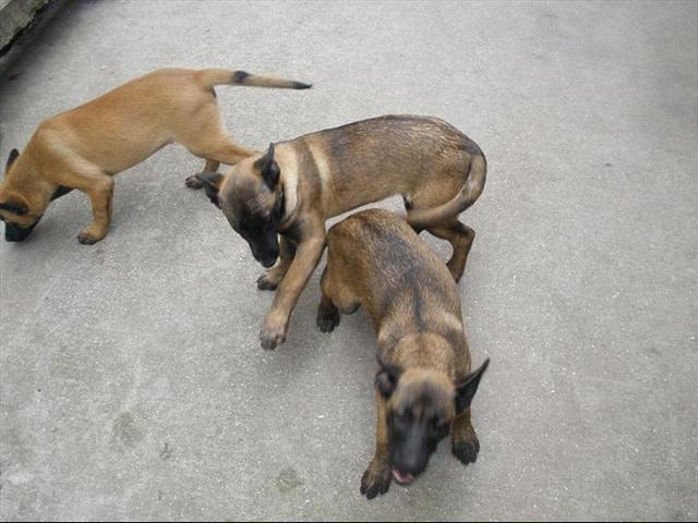 马犬大型犬多少钱,马犬训练好的多少钱一只