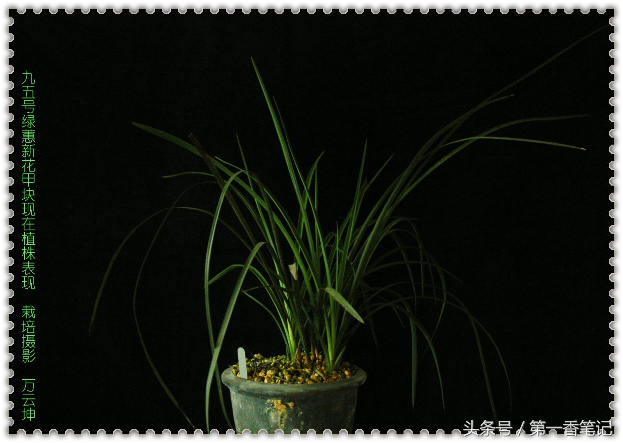 植金石与赤玉土养兰哪个好,珍珠岩和植金石哪个适合养兰