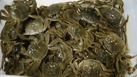 超大爆膏濑尿虾,巨型爆膏濑尿虾