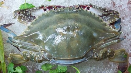 海蟹和河蟹怎么区别,海蟹河蟹区分