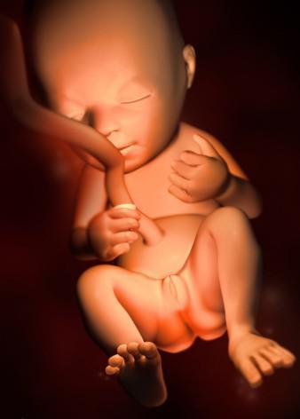 这组高清3D图，带你了解胎宝宝1-40周生长发育全过程