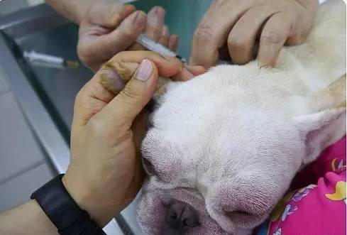 狗眼睛周围红肿发炎,狗眼睛发炎红肿用什么药