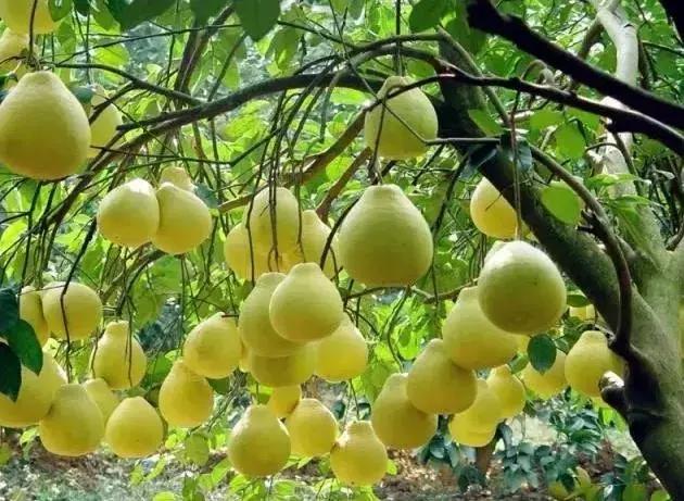 成安渝高速目前通行正常吗,成安渝高速通车倒计时