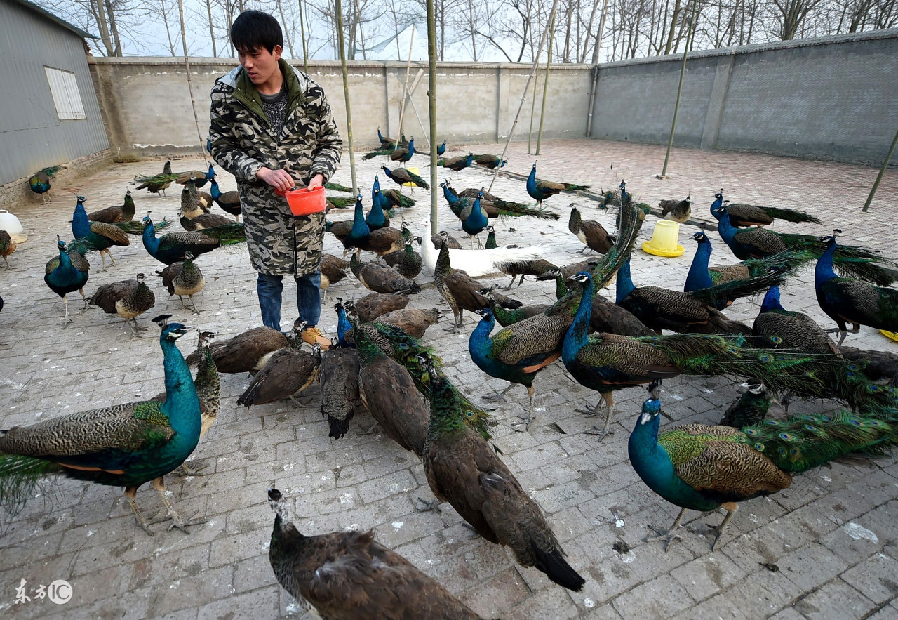 在农村里有什么好赚钱的项目,农民做什么才能快速致富