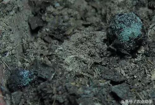 木霉菌到底有多神奇,木霉菌到底有多强