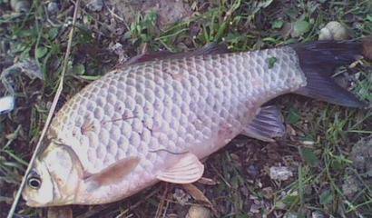 初冬野钓鲫鱼最好用的自制饵料,广东冬天钓鲫鱼用哪款饵料最好用