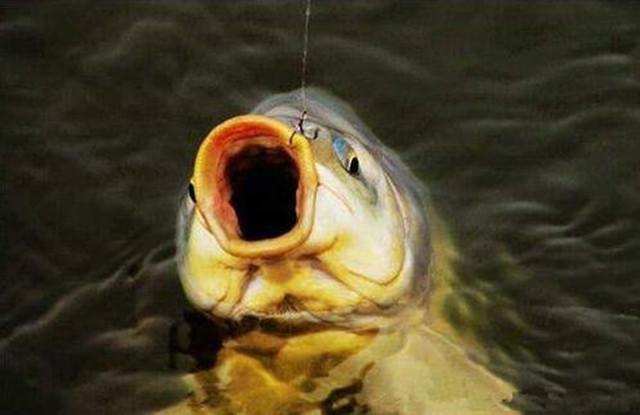 大鲤鱼快速解钩,钓鲤鱼脱钩如何解决