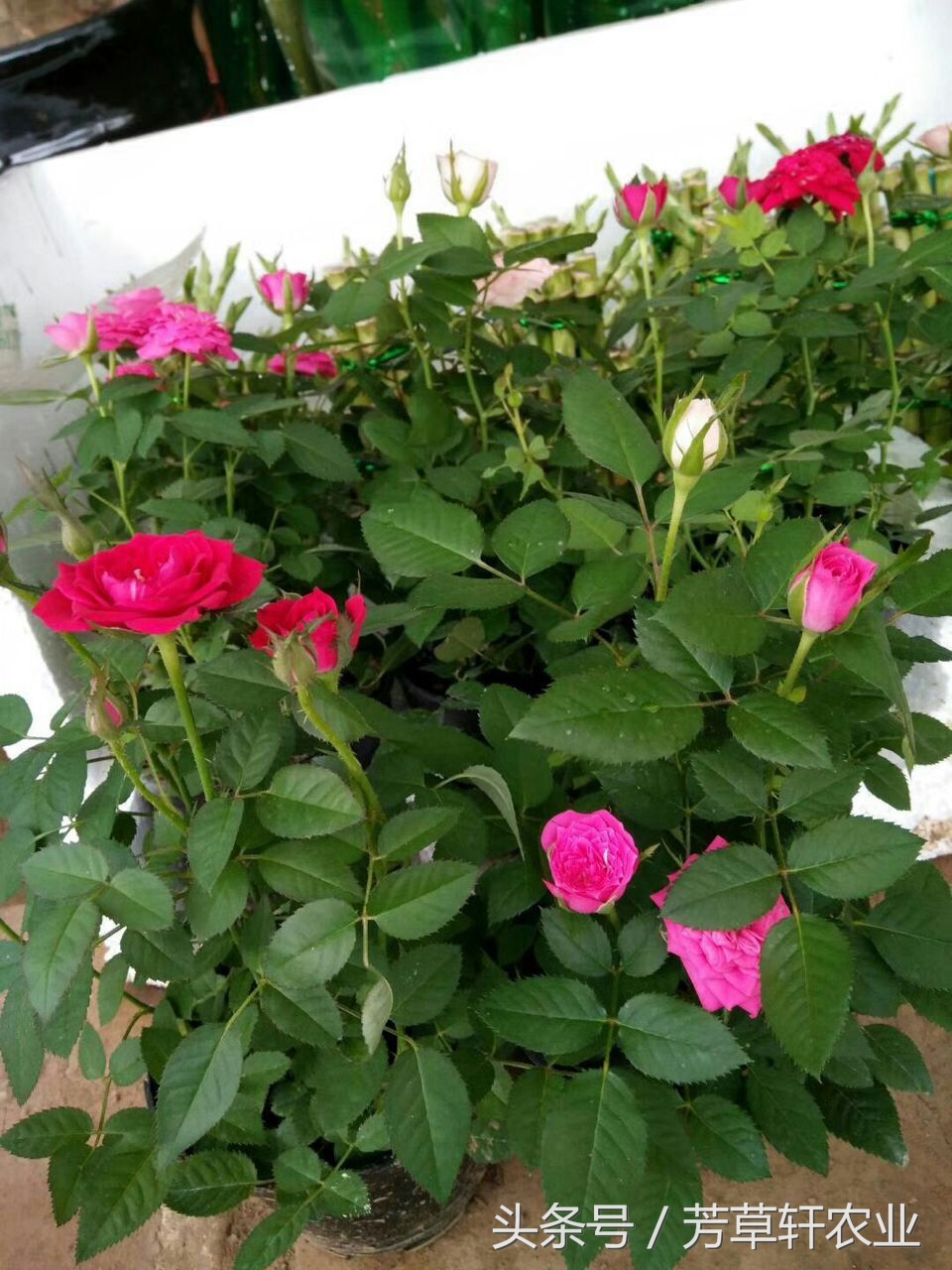 盆景玫瑰花养护,美丽的盆栽玫瑰花怎么养