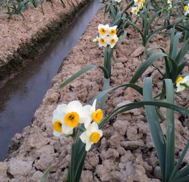 漳州的这朵“仙花”,占领全国98%的市场,经常在春晚“出镜”