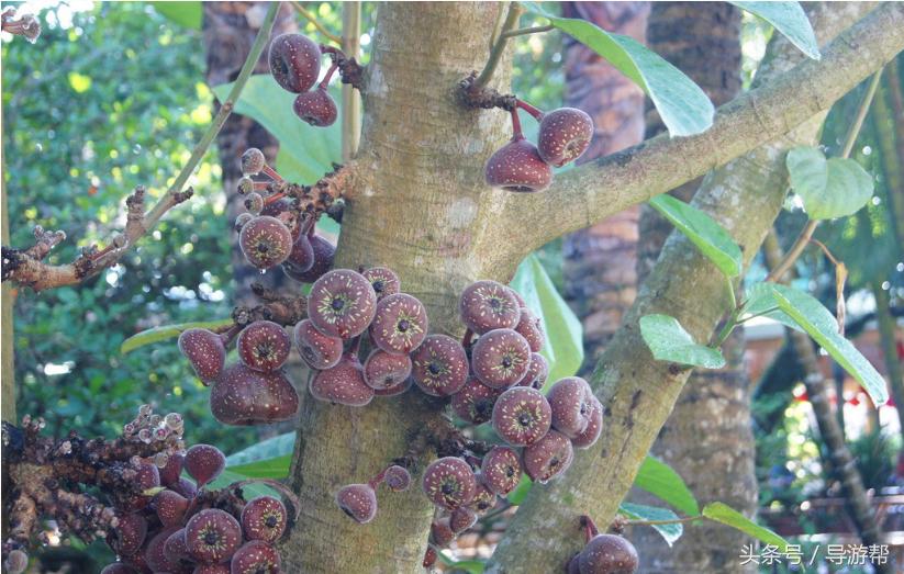 海南三亚导游词,海南三亚导游词100字