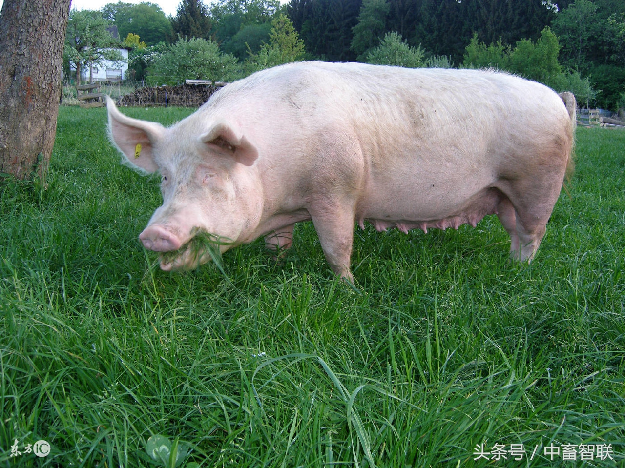 母猪难产症状及处理方法,母猪产子啥症状