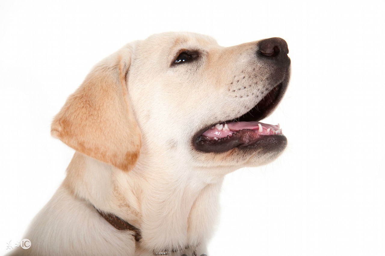 拉布拉多寻回犬品种介绍,拉布拉多犬品种大全带图