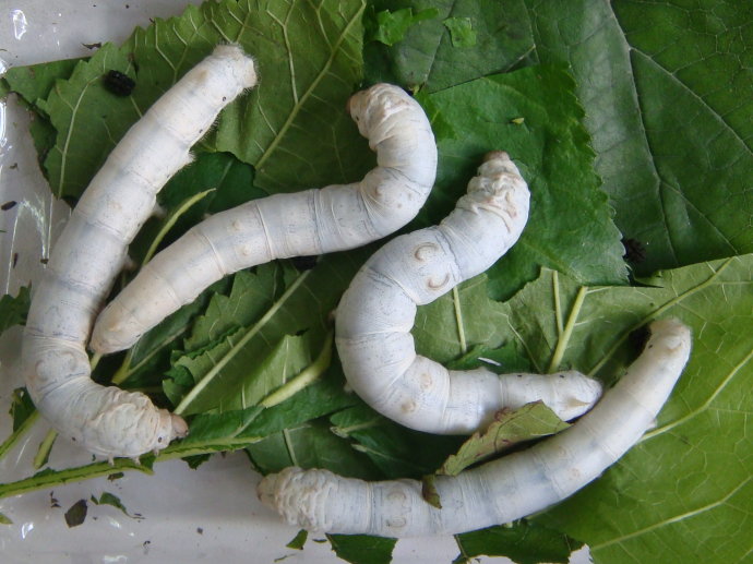 五彩缤纷的蚕宝宝,如何养五颜六色的蚕宝宝