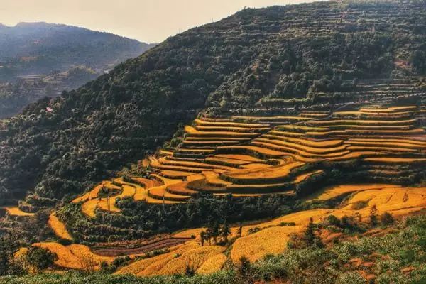 风吹稻浪黄金灿原创,风吹稻田金灿灿原文