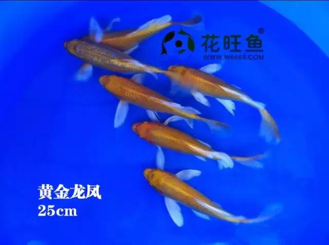 锦鲤鱼表皮溃烂怎么治疗,锦鲤鱼嘴红肿眼凸起是什么