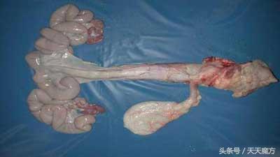 猪身上的东西有多珍贵,猪身上一处肉很好吃