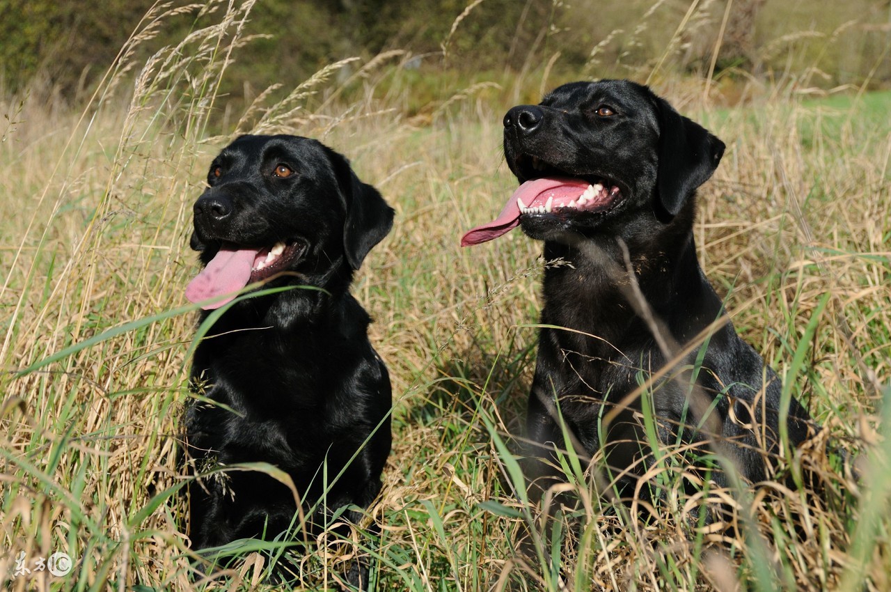 拉布拉多寻回犬品种介绍,拉布拉多犬品种大全带图