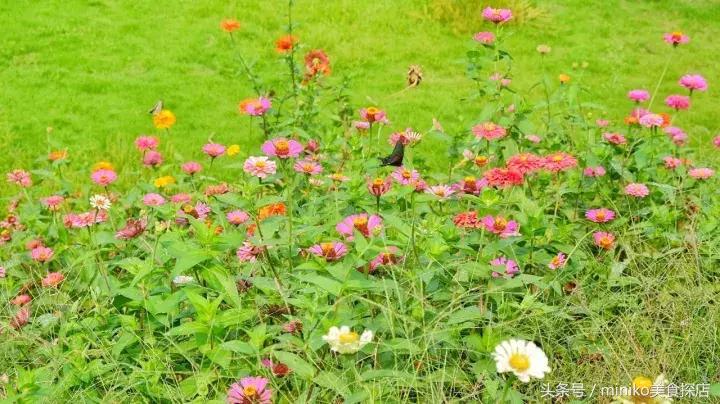 成都周边农场推荐,成都周边最有特色的农场