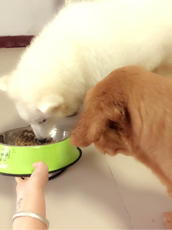 萨摩耶得了相思病怎么处理,六个月萨摩耶不爱吃狗粮了